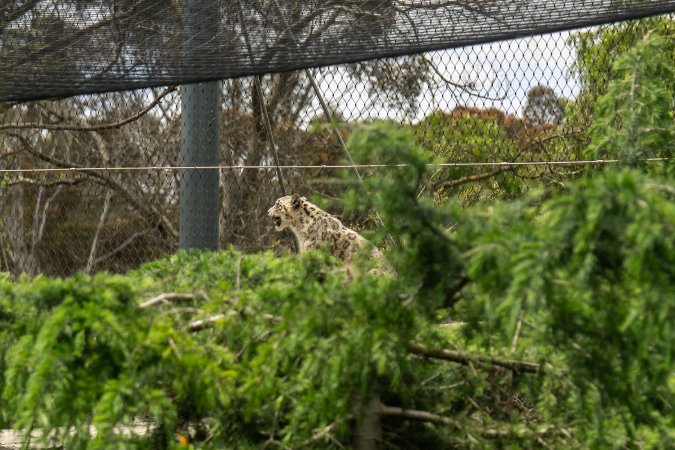 Snow leopard
