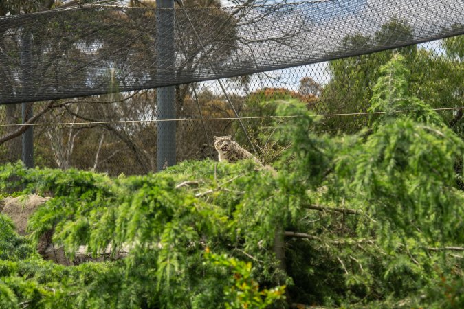 Snow leopard