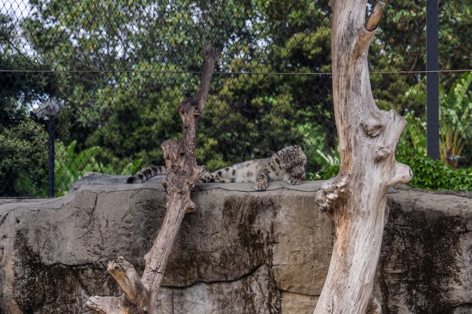 Snow leopard cleaning