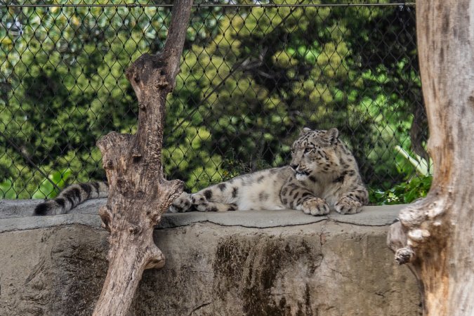 Snow leopard