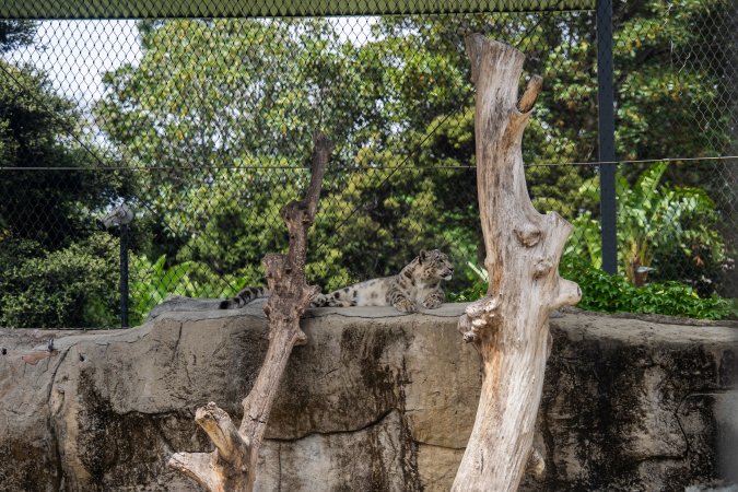 Snow leopard