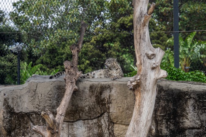 Snow leopard