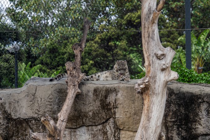 Snow leopard