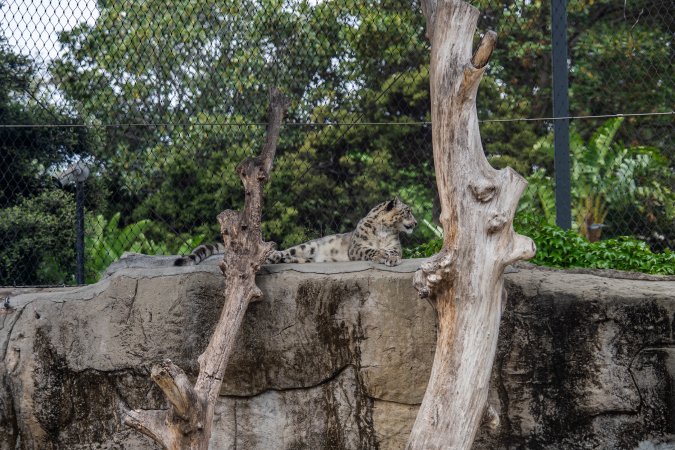 Snow leopard