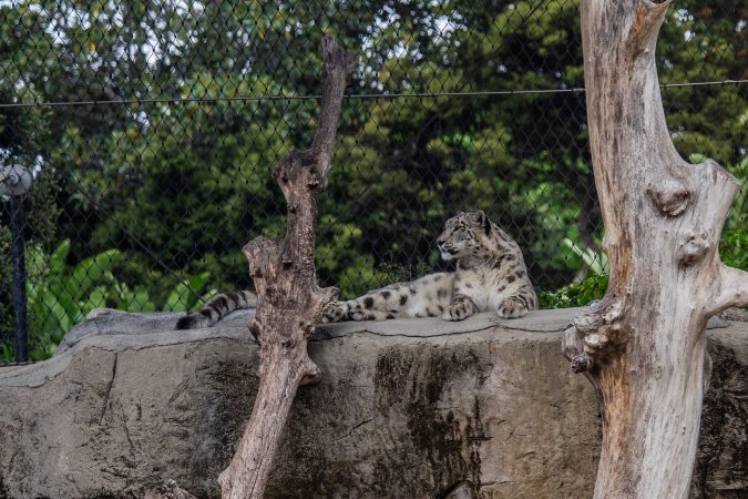 Snow leopard
