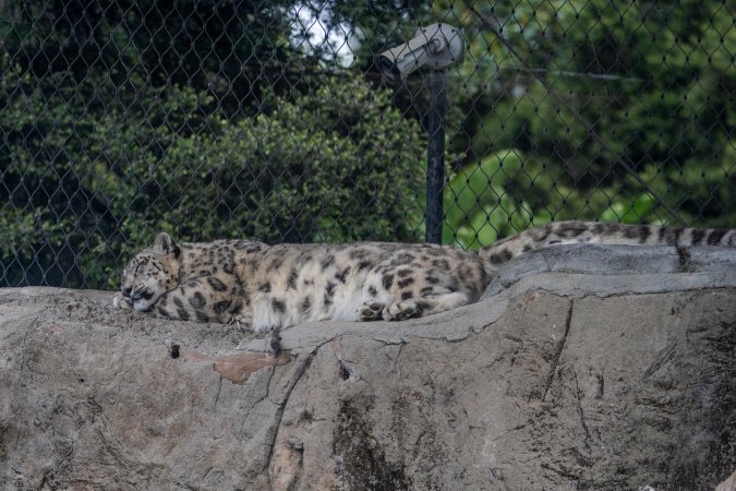 Snow leopard sleeping