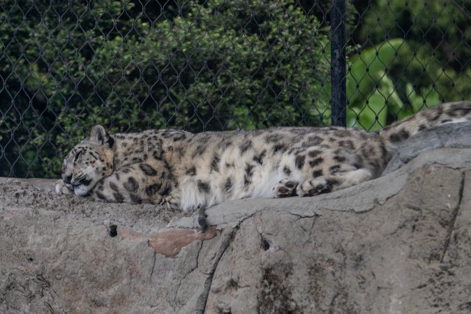 Snow leopard sleeping