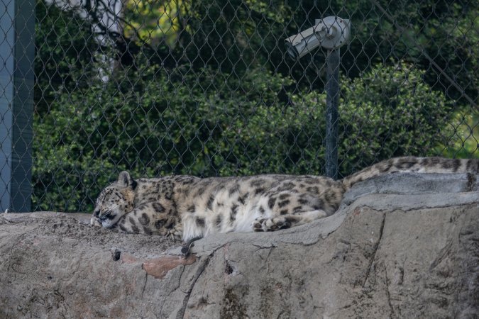 Snow leopard sleeping