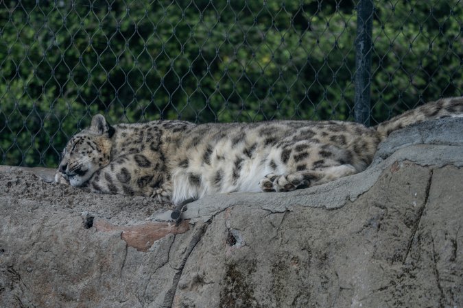 Snow leopard sleeping