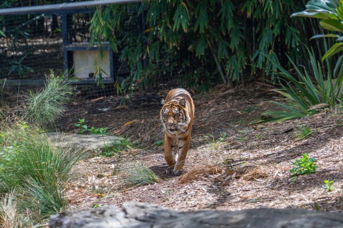 Tiger pacing