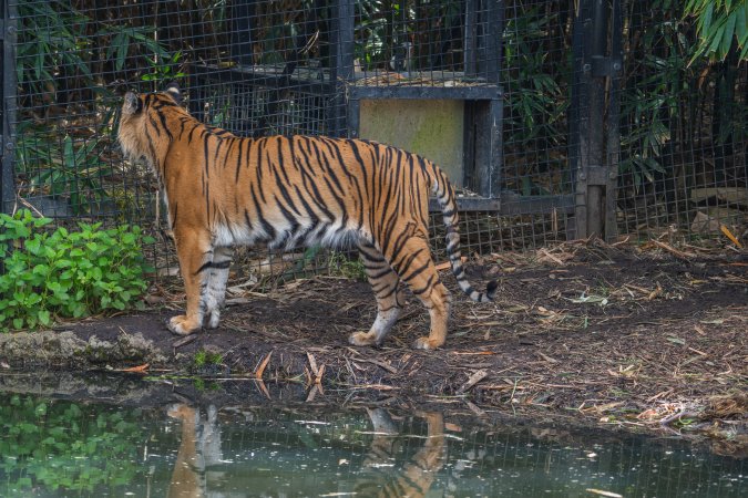 Tiger pacing