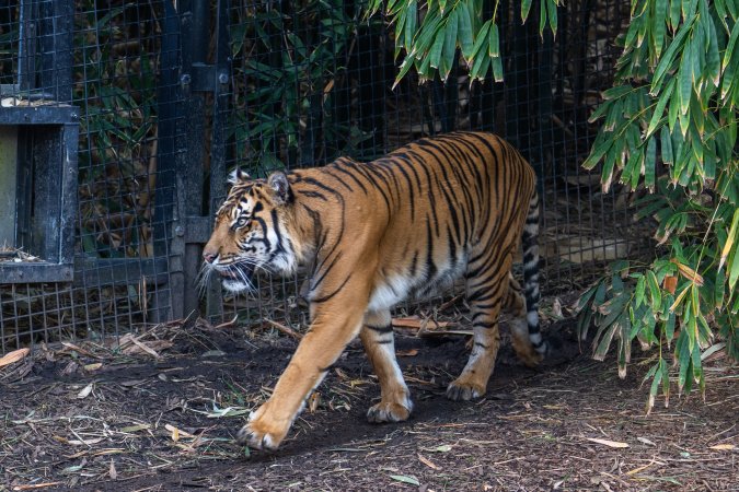 Tiger pacing