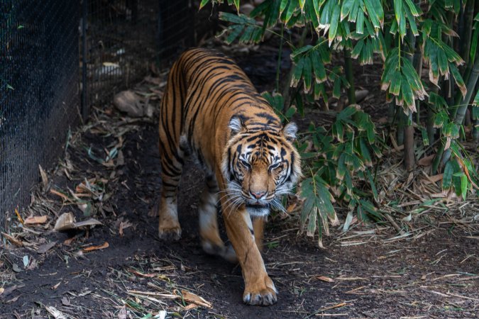 Tiger pacing