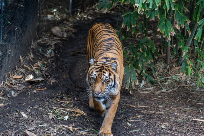 Tiger pacing