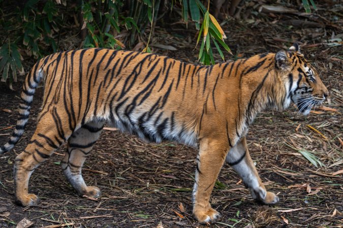 Tiger pacing