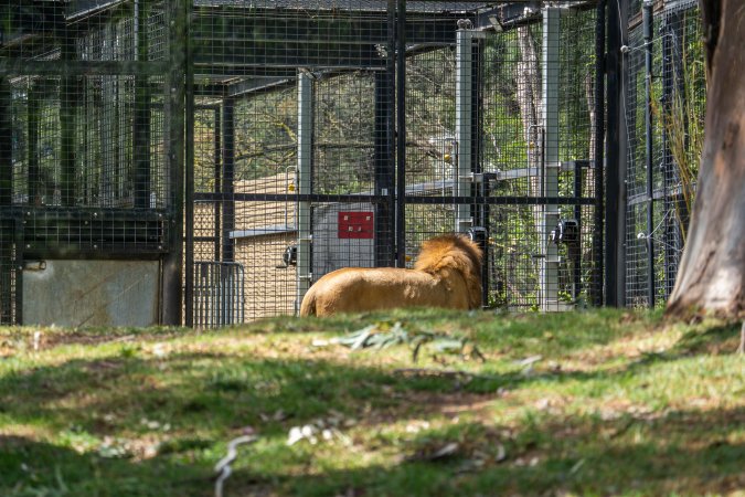 Lions pacing
