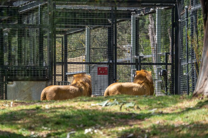 Lions pacing