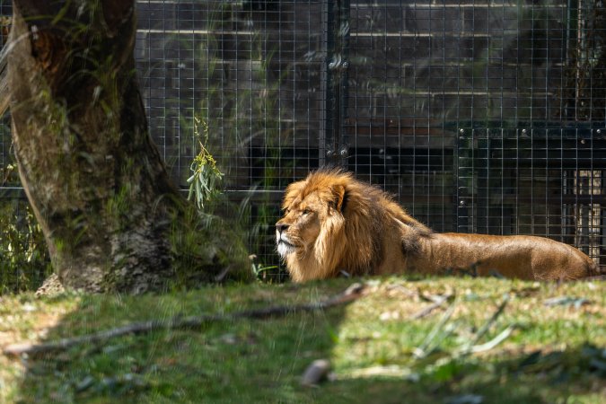Lions pacing