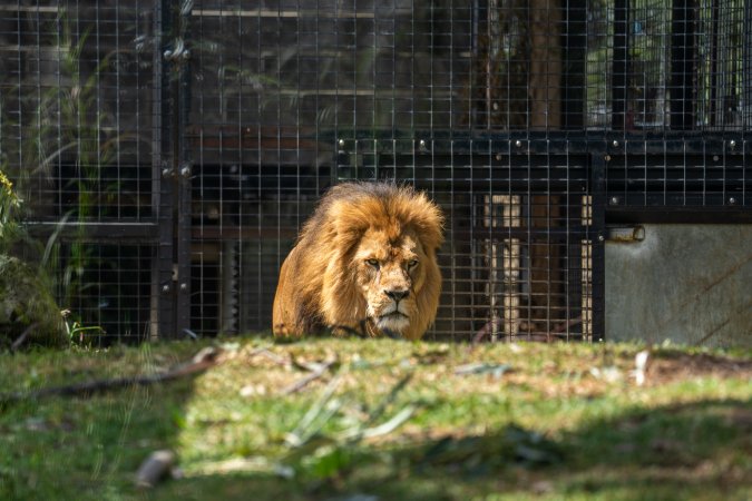 Lions pacing