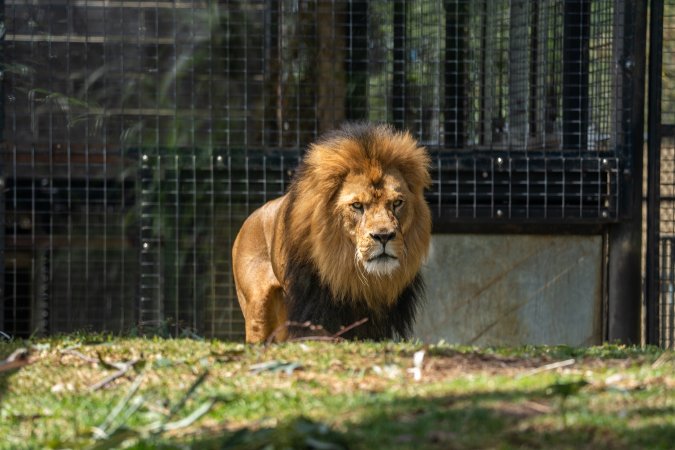 Captive lion