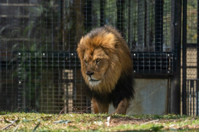Captive lion
