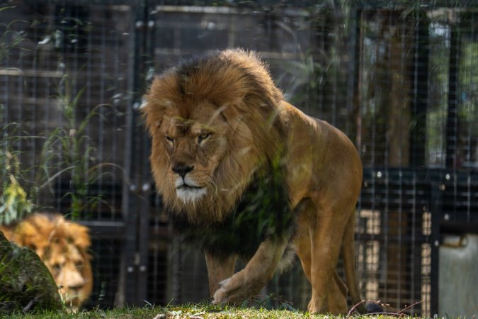 Captive lion