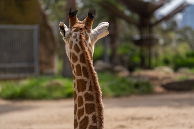 Captive giraffe