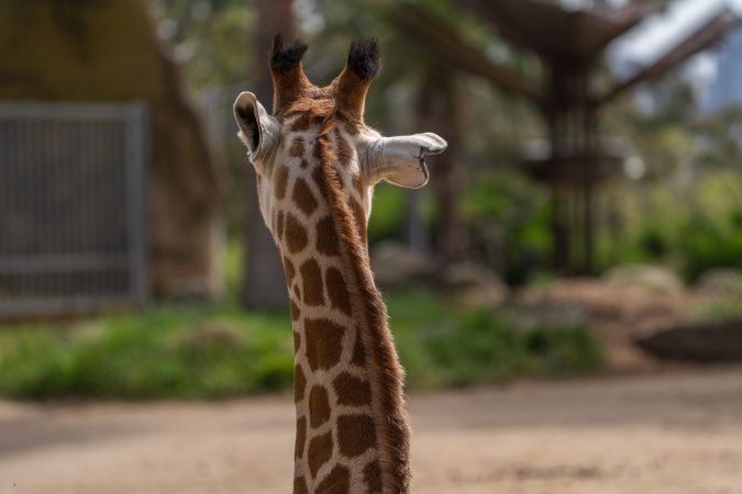 Captive giraffe