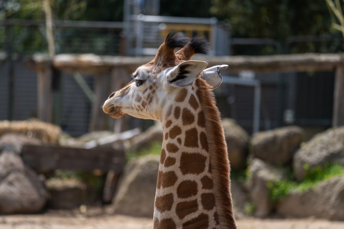 Captive giraffe
