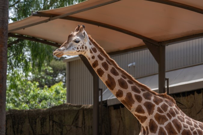 Captive giraffe