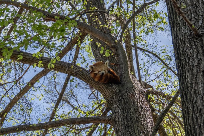 Red Panda
