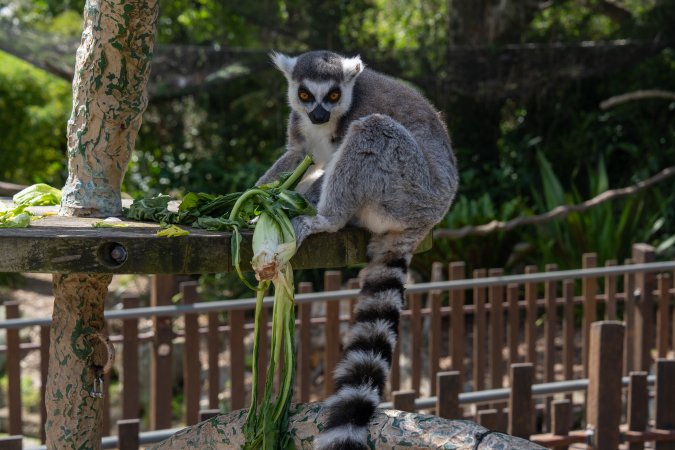 Lemur with food