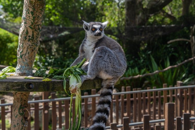 Lemur with food