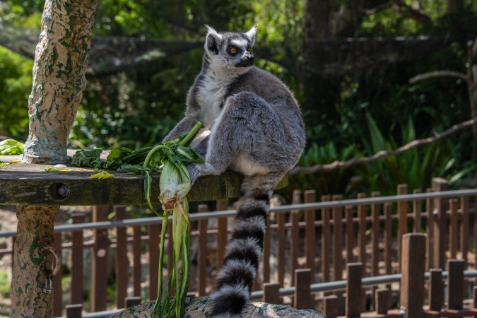 Lemur with food