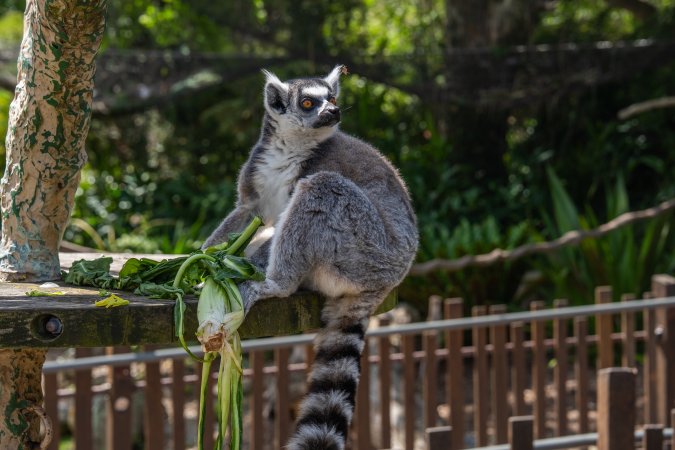 Lemur with food