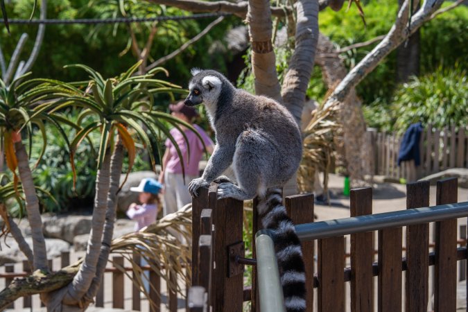 Lemur with food
