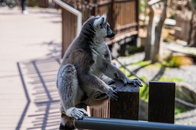 Lemur