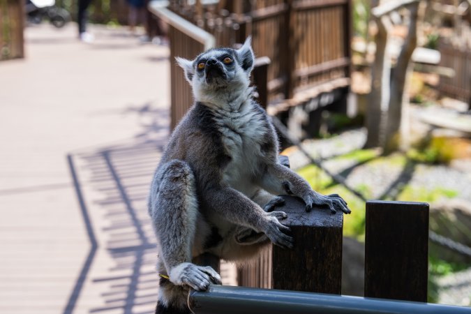 Lemur