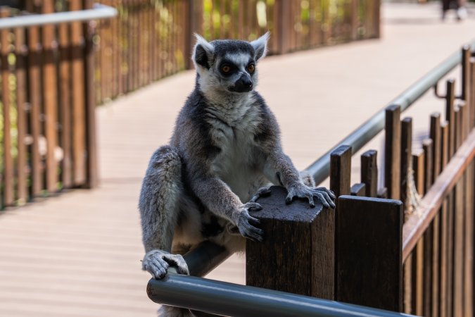 Lemur