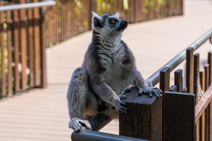 Lemur