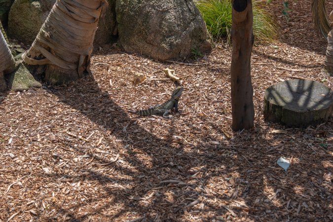 Reptile in lemur enclosure