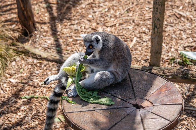 Lemur with food