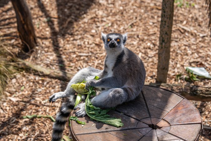 Lemur with food