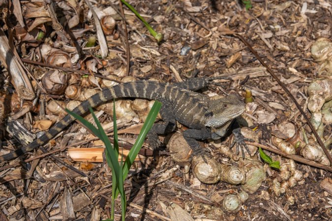 Reptile in lemur enclosure