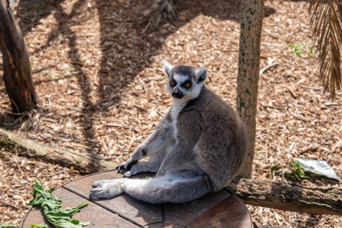 Lemur on log