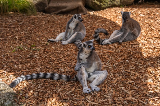 Group of lemurs