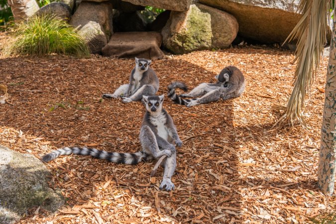 Group of lemurs