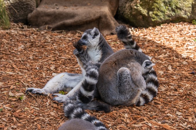 Group of lemurs