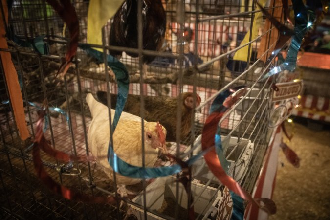 Cumberland County 4-H Fair & Livestock Auction