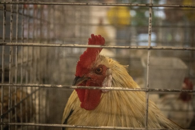 Cumberland County 4-H Fair & Livestock Auction